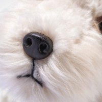 Steiff Originals Foxterrier Foxie dreifarbig Nase | Kuscheltier.Boutique