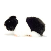 Hermann TEDDY Meerschweinchen schwarz-weiß | Kuscheltier.Boutique