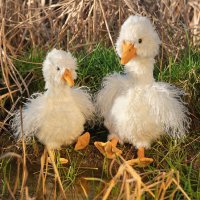 Wrendale Designs Gans Pearl Goose beide Größen auf einer Wiese