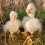 Wrendale Designs Gans Pearl Goose beide Größen auf einer Wiese