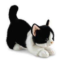 Aurora Borealis Katze Domino mit nach vorne gestreckten Vorderpfoten