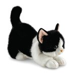Aurora Borealis Katze Domino mit nach vorne gestreckten Vorderpfoten